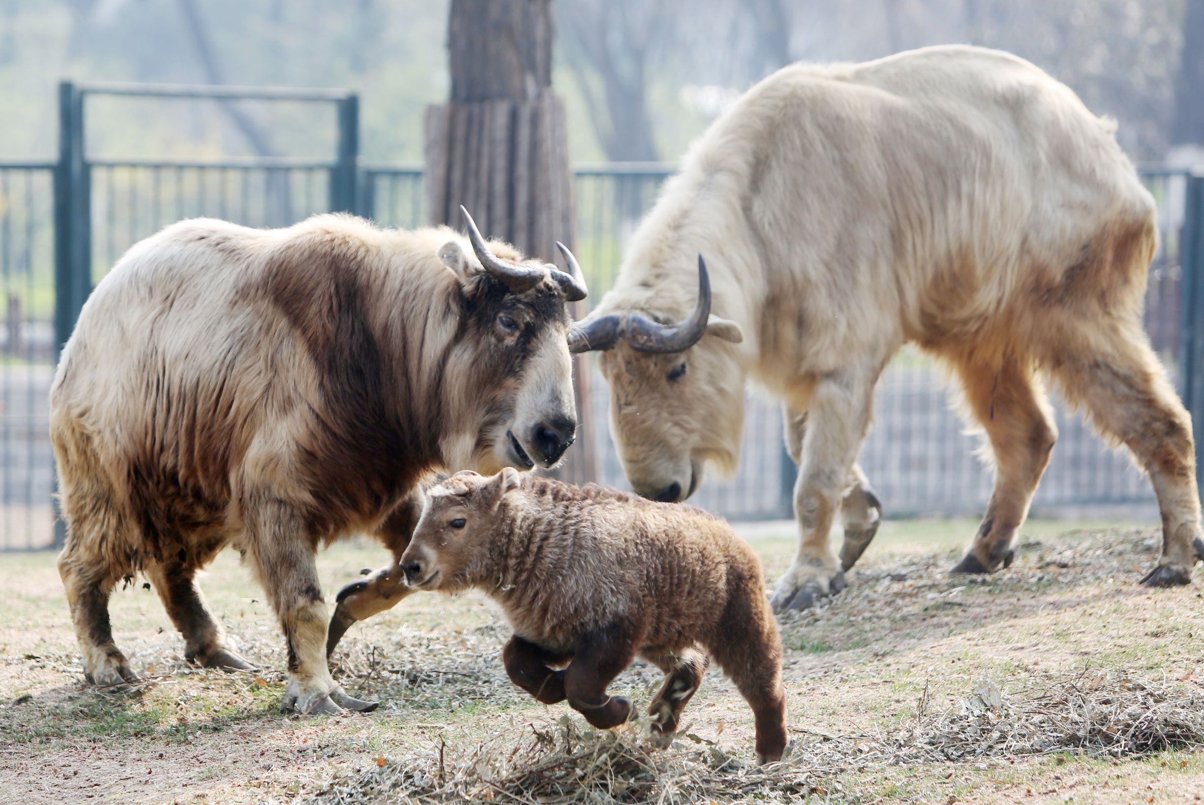 济南动物园金毛羚牛国宝幼崽与游客正式见面