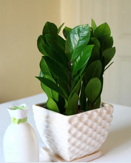 金钱树,家居非常有名的风水植物!(附养护管理细节)