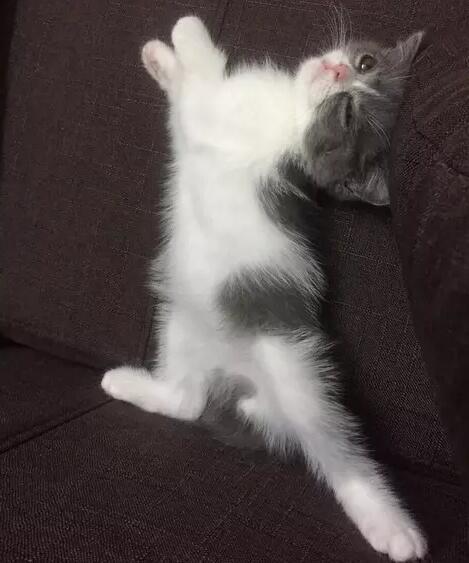 深圳的正规宠物医院汇总 这里的医生特良心