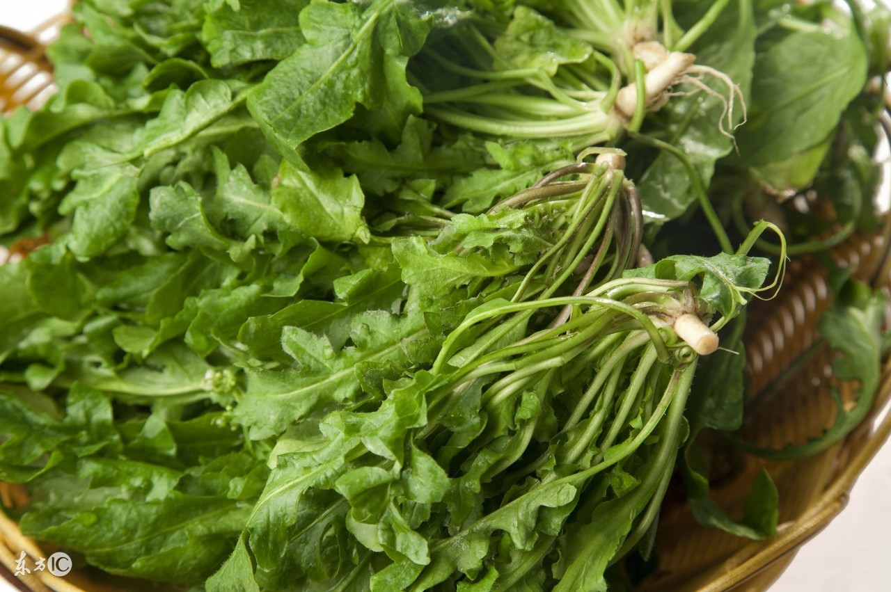 6,荠菜有补虚健脾作用苦菜的学名叫取麻菜或苣荬菜.