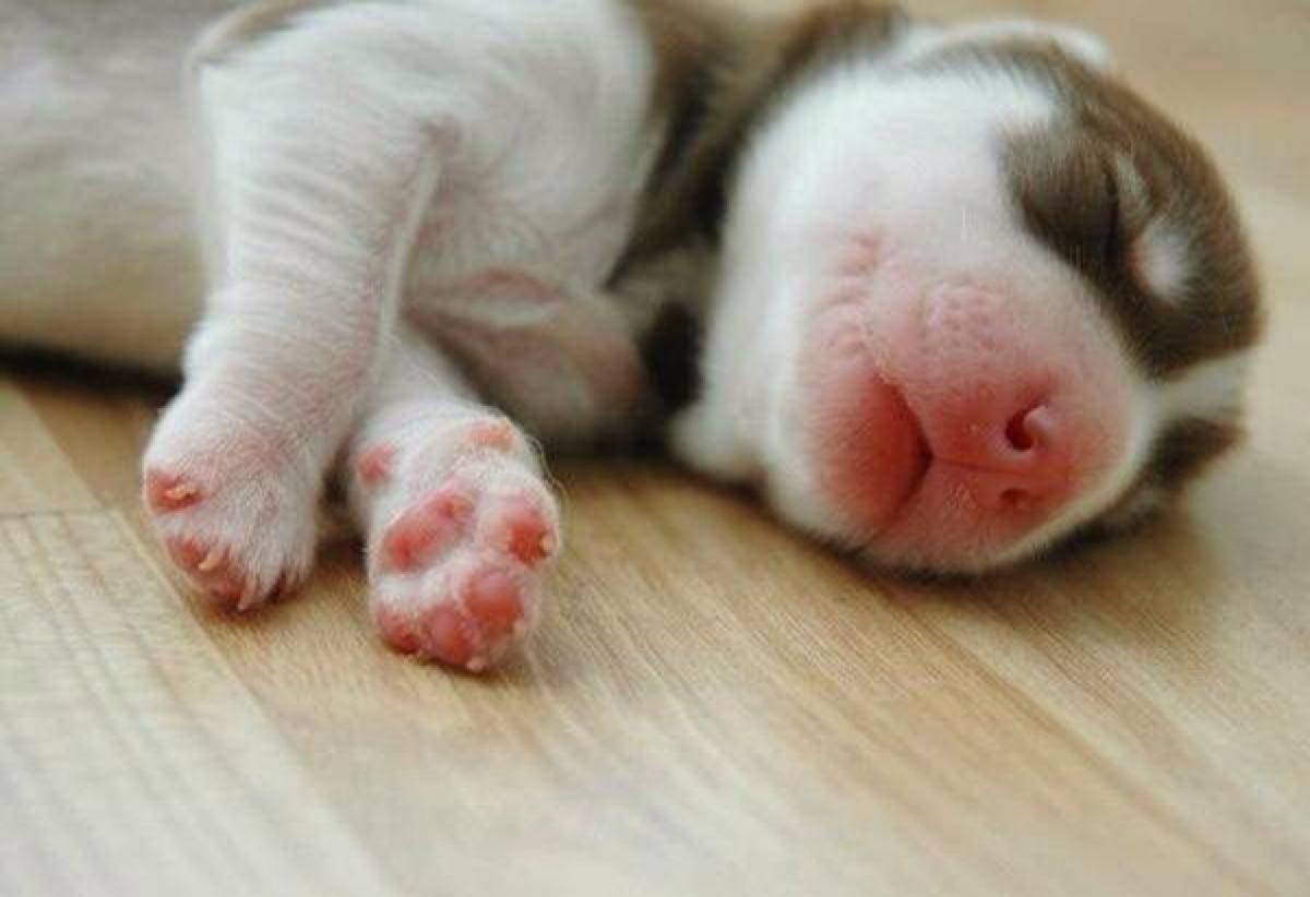 深圳的正规宠物医院汇总 这里的医生特良心