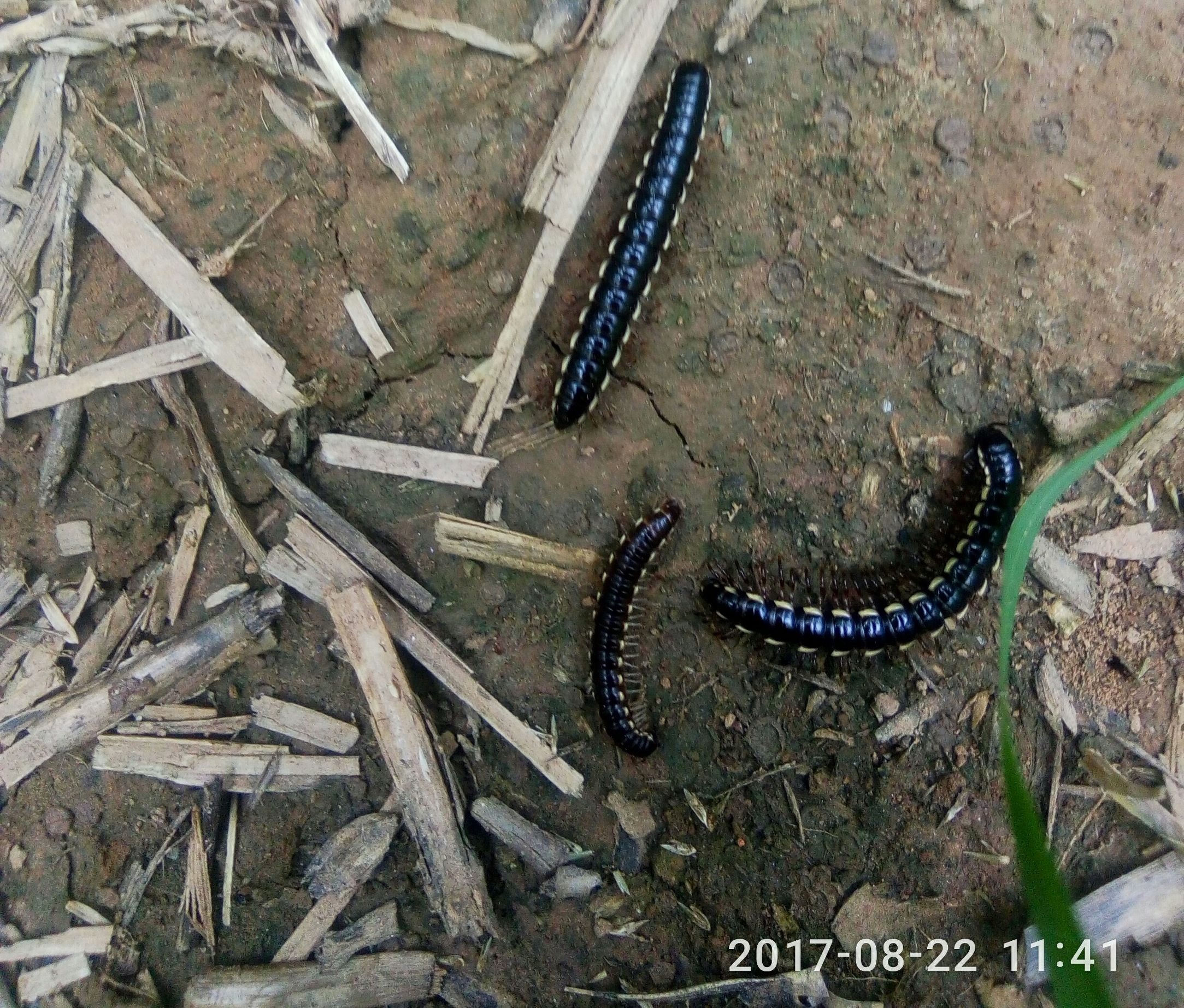 马陆虫危害植物吗?秋田用防治吗?