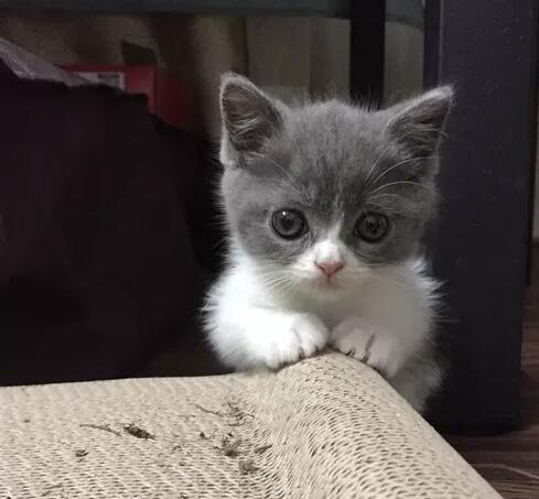 深圳的正规宠物医院汇总 这里的医生特良心