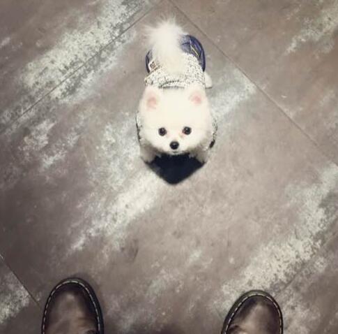 深圳的正规宠物医院汇总 这里的医生特良心