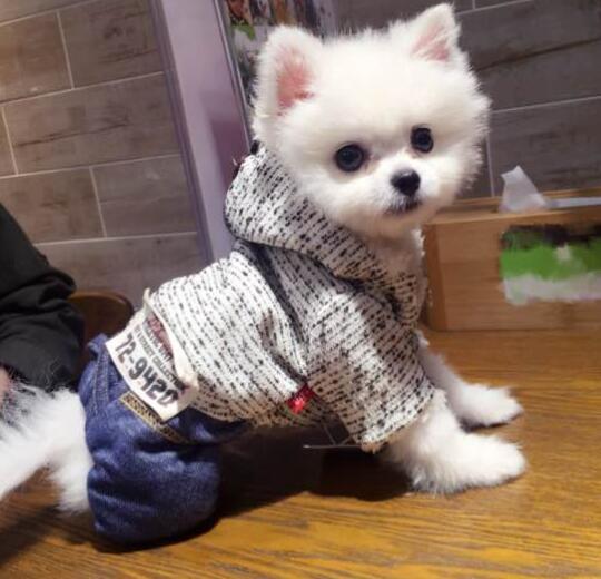 深圳的正规宠物医院汇总 这里的医生特良心