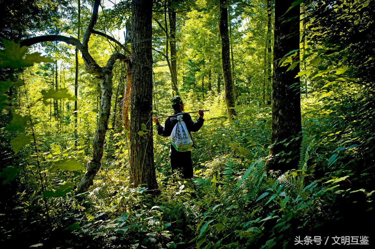 农村大爷进长白山30天，挖出40年野山参，一支价格6万元