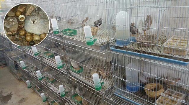 芦丁鸡泸卢州哪里有卖(养殖芦丁鸡怎样找销路) - 直播好站