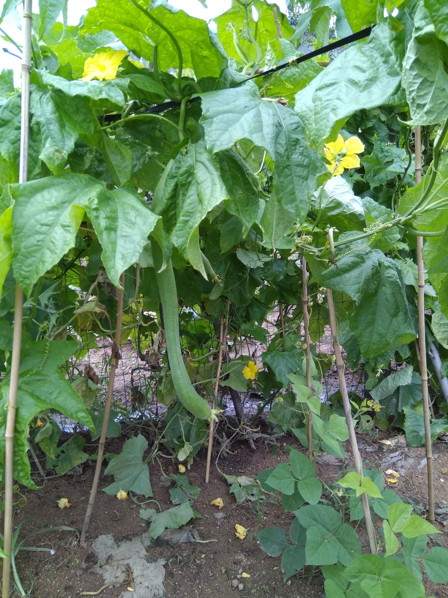 水患过后,唯有丝瓜毫无顾忌的生长,让我有感有思有悟