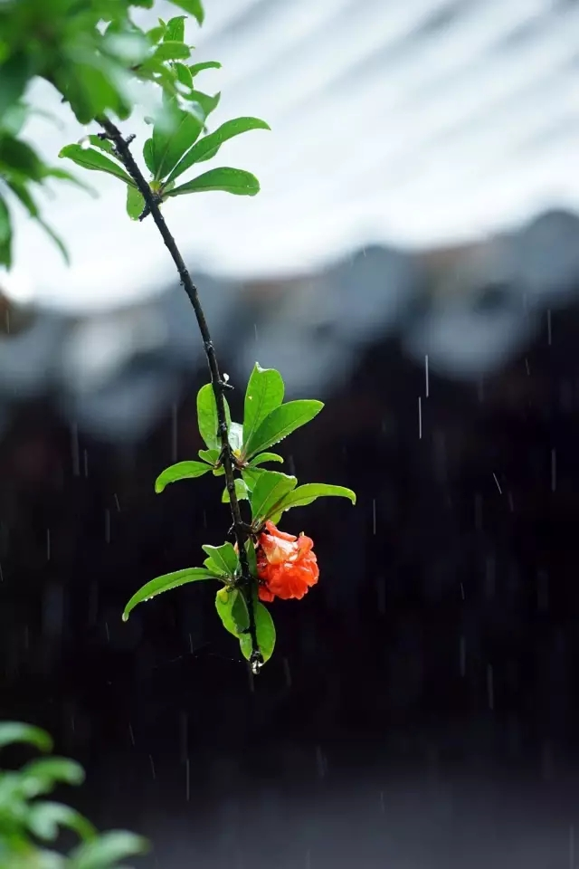 古屋听雨，悠长悠长