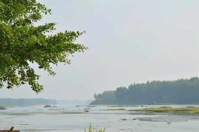 沂河明珠看新村◎千年银杏今犹在，不辞长做新村人