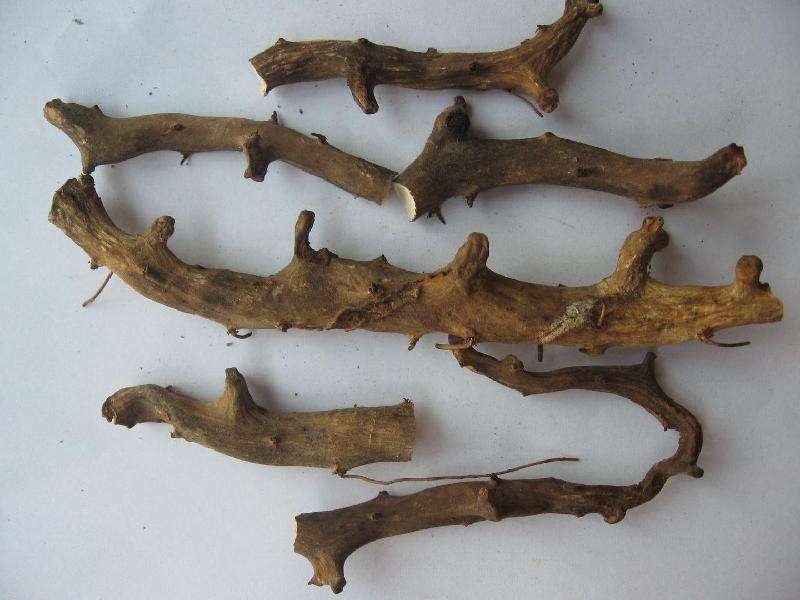 穿山龙——祛风湿,活血通络,清肺化痰