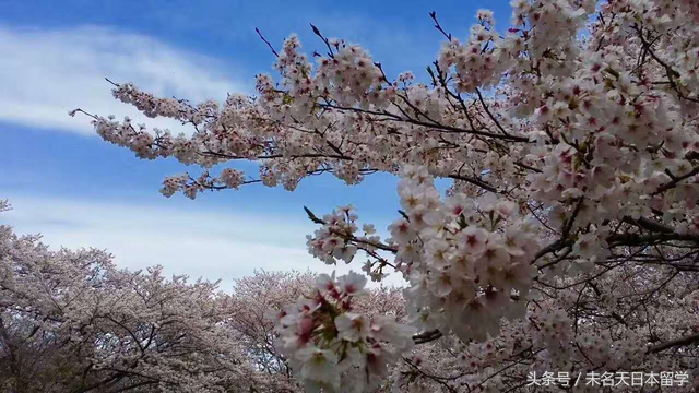 《日本名校》筑波大学到底是一个什么样的学校？