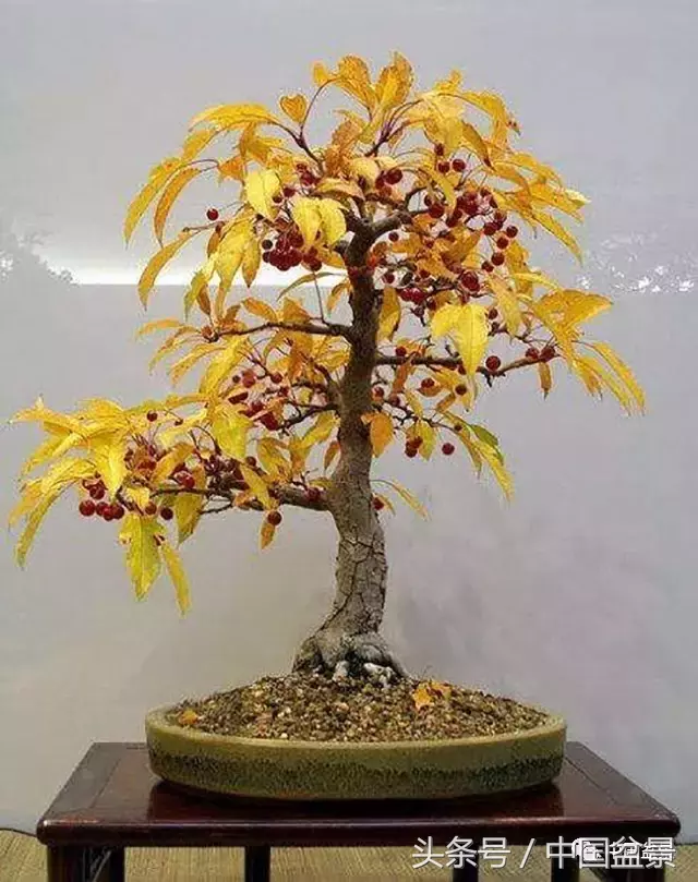 红果醉秋——山楂盆景制作与养护