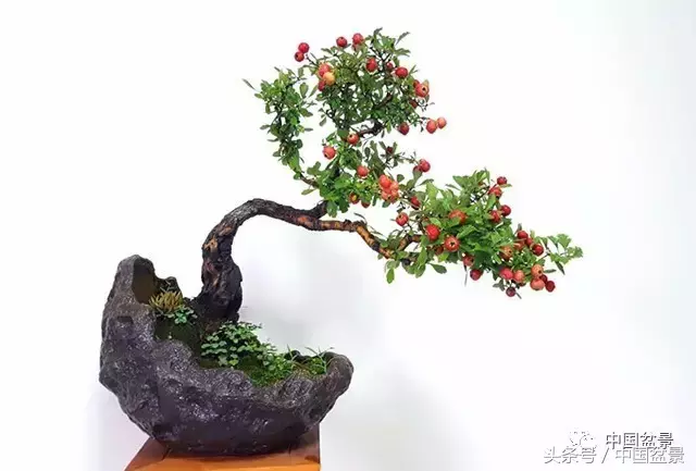 紅果醉秋——山楂盆景製作與養護