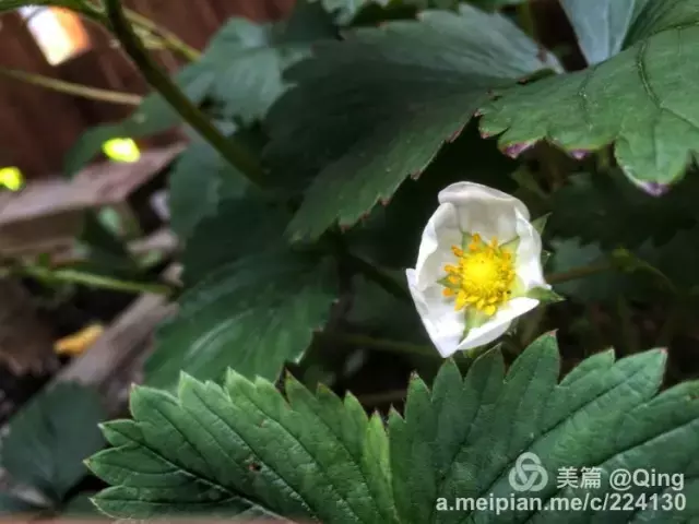 有一处小院，种蔬果喝花茶，听清风细语，惬意快哉！