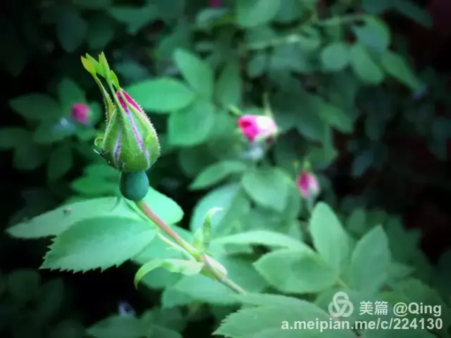 有一处小院，种蔬果喝花茶，听清风细语，惬意快哉！