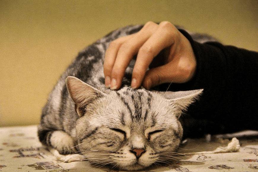 猫咪得了猫癣？这些知识让你轻松治愈！