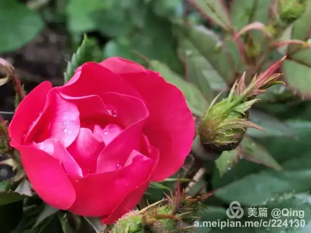 有一处小院，种蔬果喝花茶，听清风细语，惬意快哉！