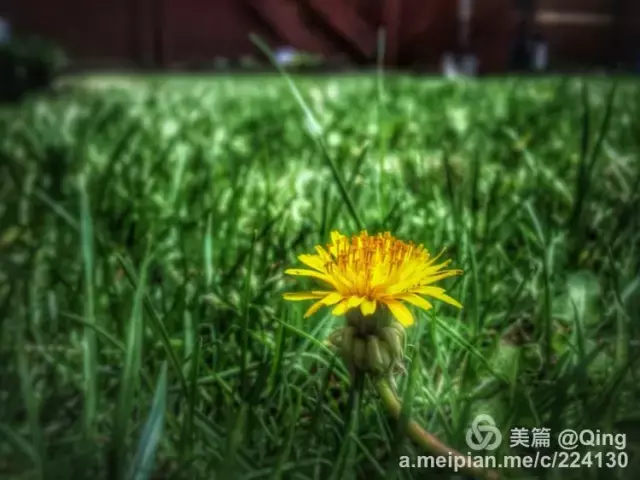 有一处小院，种蔬果喝花茶，听清风细语，惬意快哉！