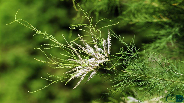其中苦参,西河柳等中药有着抗过敏的作用;白芷,川芎等中药有着抗炎的