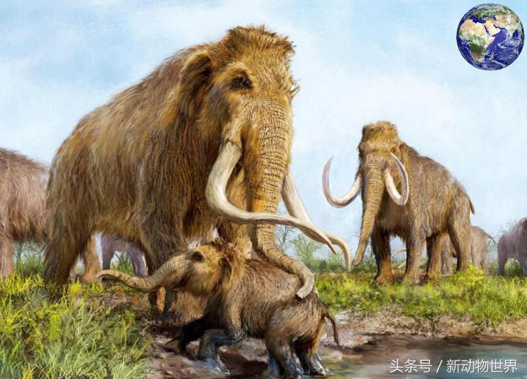 史上最大的猛犸象原来出自中国，体型是现在亚洲象的三倍