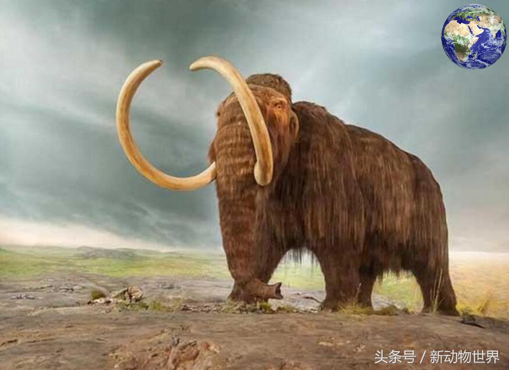 史上最大的猛犸象原来出自中国，体型是现在亚洲象的三倍