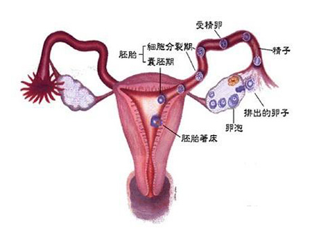 卵巢早衰试管成定局？我来助孕自然怀上！