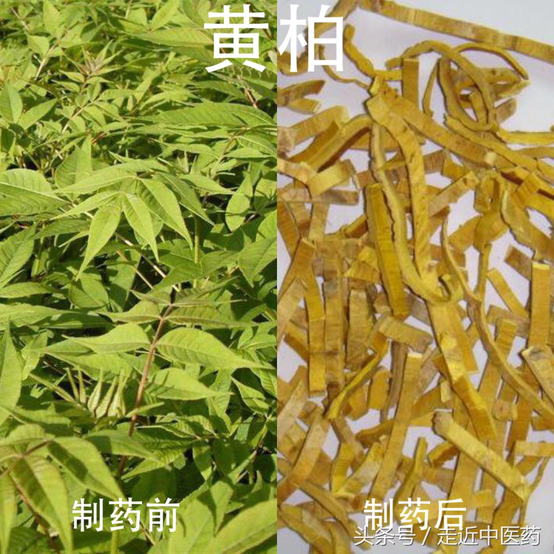 通草滑石汤价格清热药