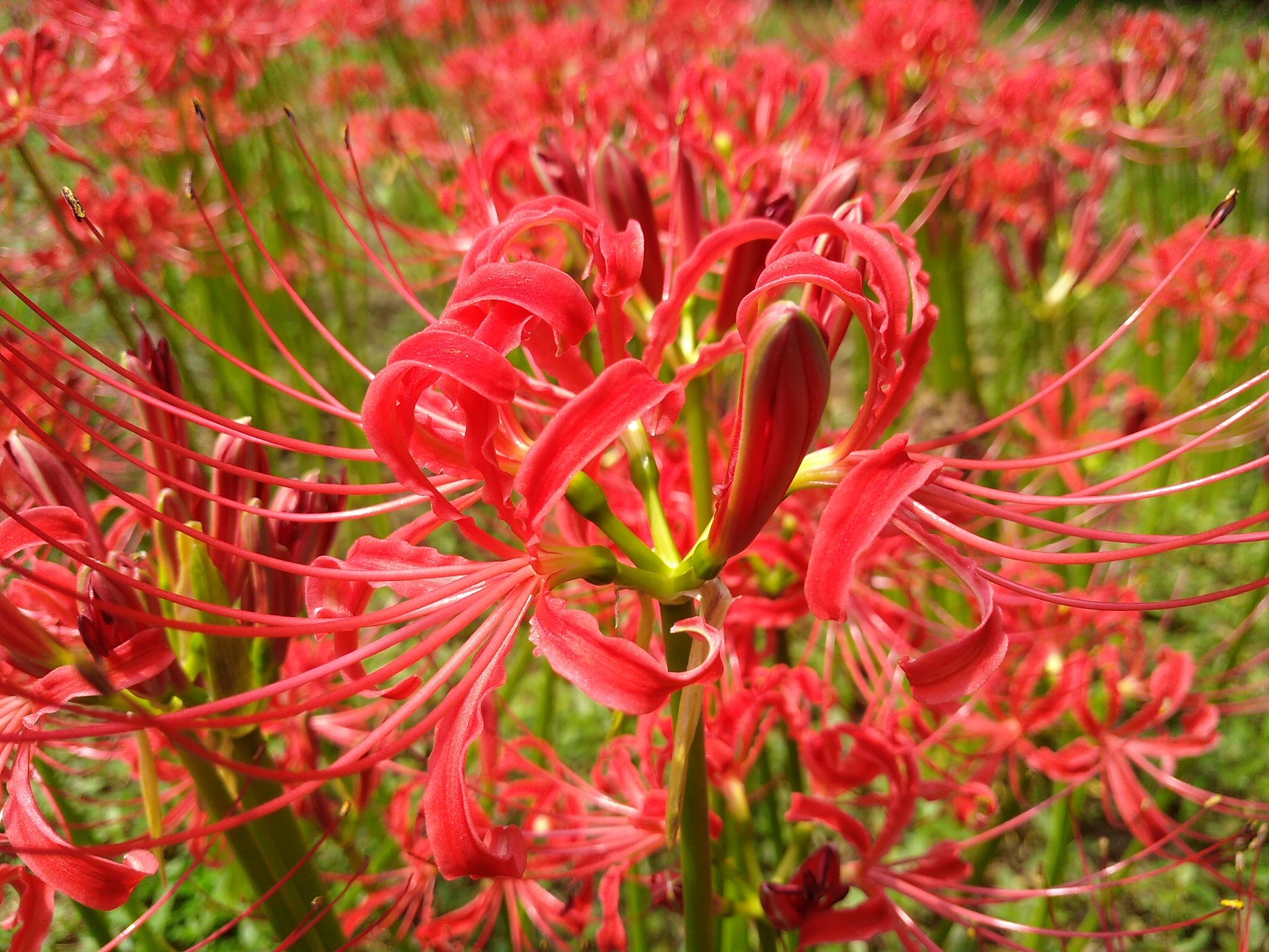 古代对彼岸花的雅称(古代对彼岸花的雅称有哪些)