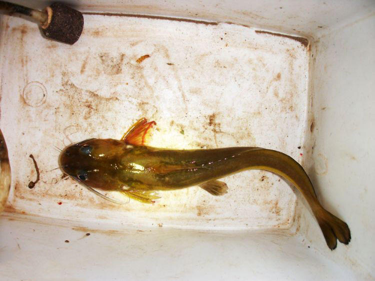 精选优质答案:有一种当地人称为"石扁头"的野生飞鱼.