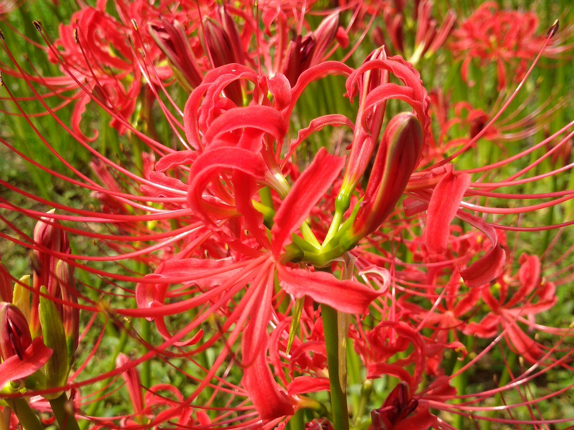 彼岸花也是中药?虽然有毒但是药效鲜为人知!