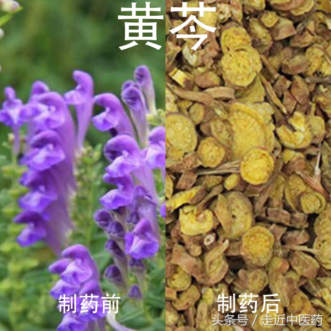 清热药——清热燥湿药(黄芩,黄连,黄柏)