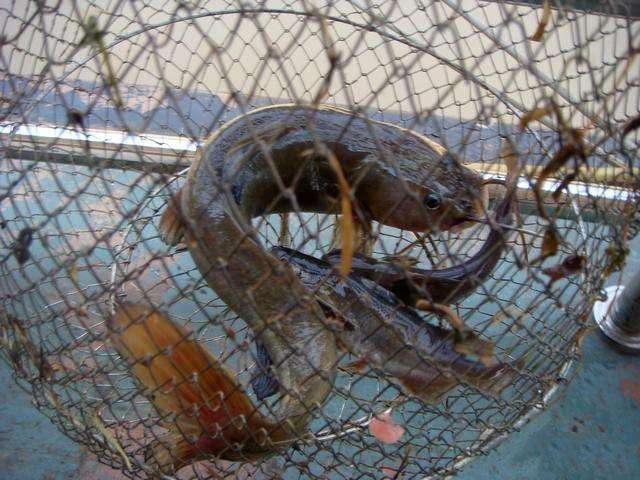 河里有一种扁头鱼叫什么鱼「高赞回答」