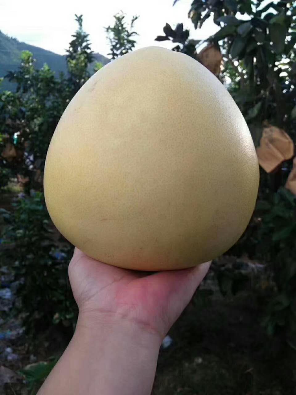 它的果肉是抗癌、抗老化佳品，果皮是清洁、驱虫蚁小能手，它是谁