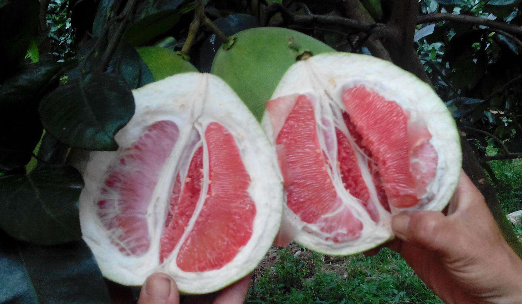 十大果肉富含抗癌成分的天然水果推荐