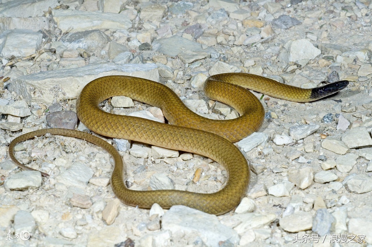 无论你是哪年属蛇人,2017年你的生年运势尽在掌握,可保逢凶化吉