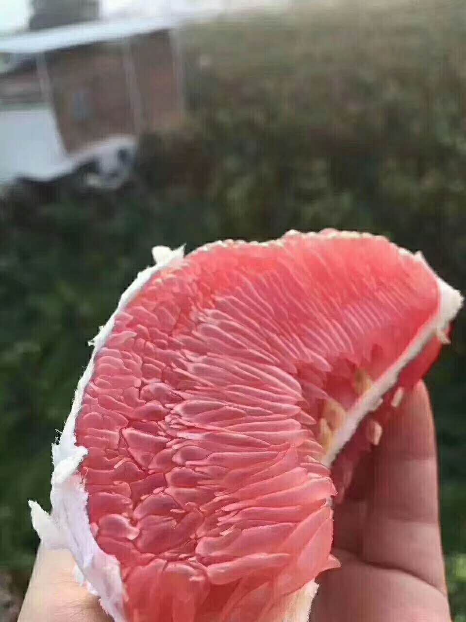 它的果肉是抗癌、抗老化佳品，果皮是清洁、驱虫蚁小能手，它是谁