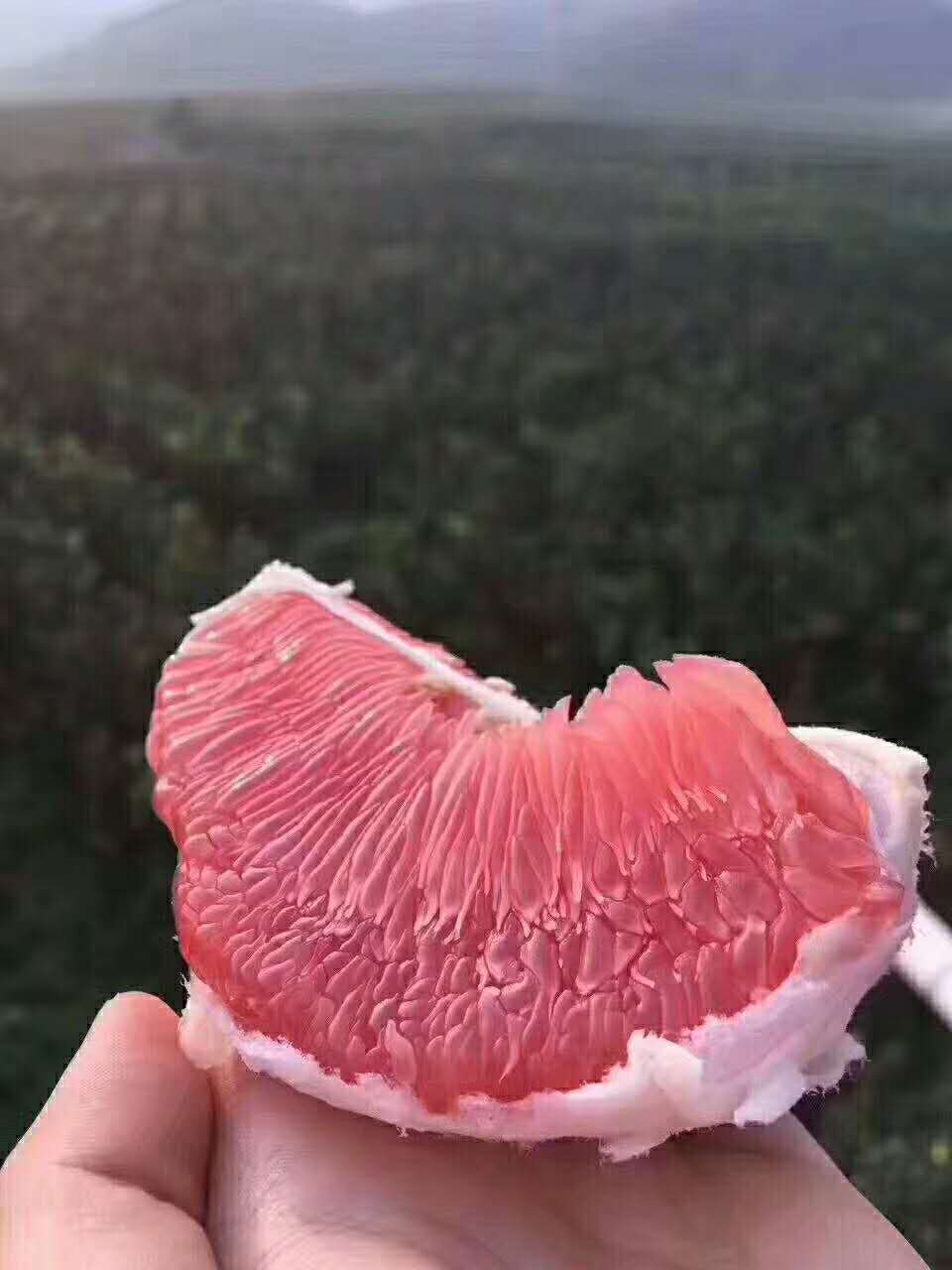 它的果肉是抗癌、抗老化佳品，果皮是清洁、驱虫蚁小能手，它是谁