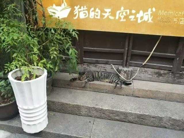 西塘，千年古镇的夜色与清晨