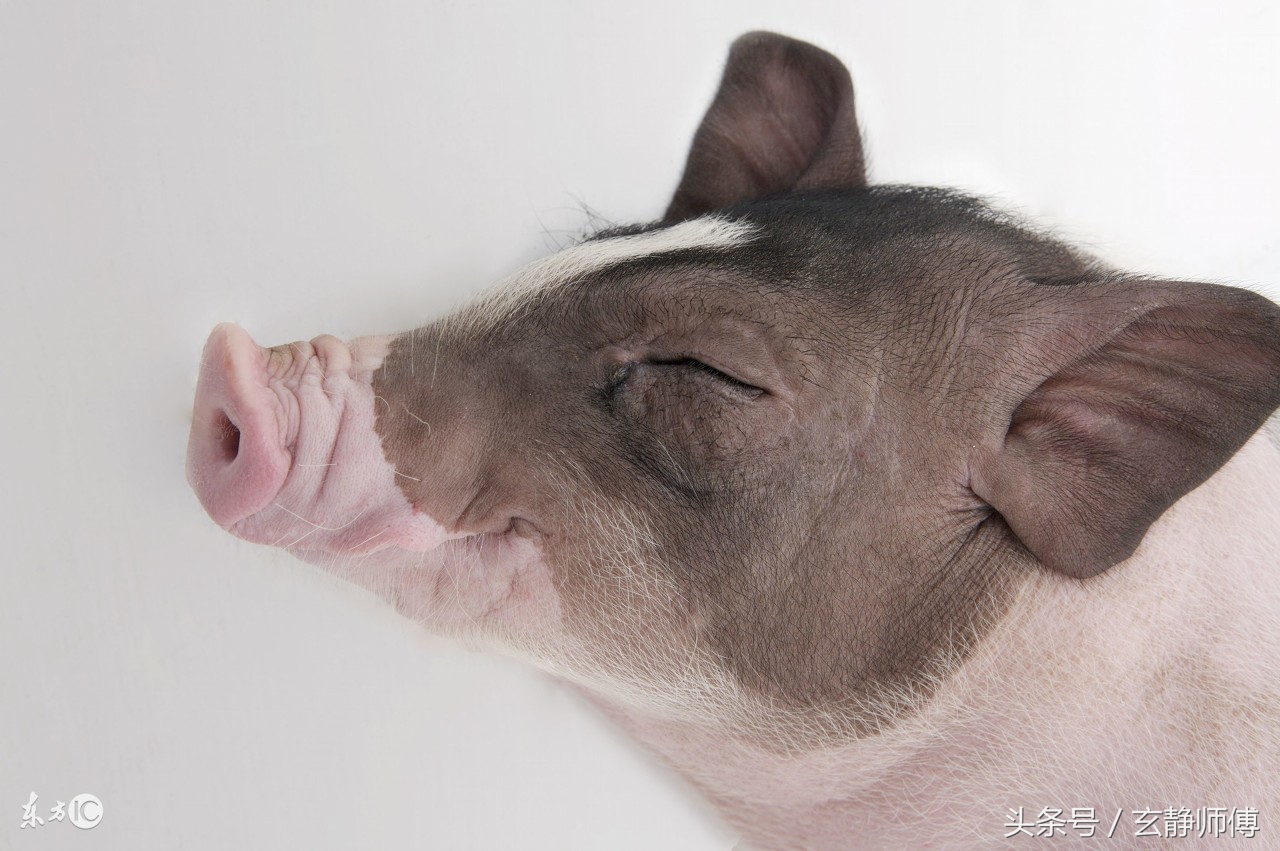 17岁属什么生肖的20212021今年17岁属什么生肖3