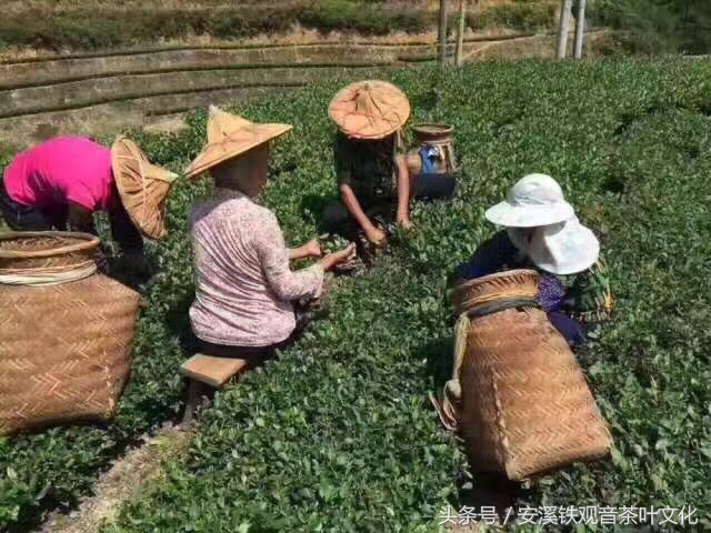 秋意浓，秋茶香（茶浓、香浓、情更深）