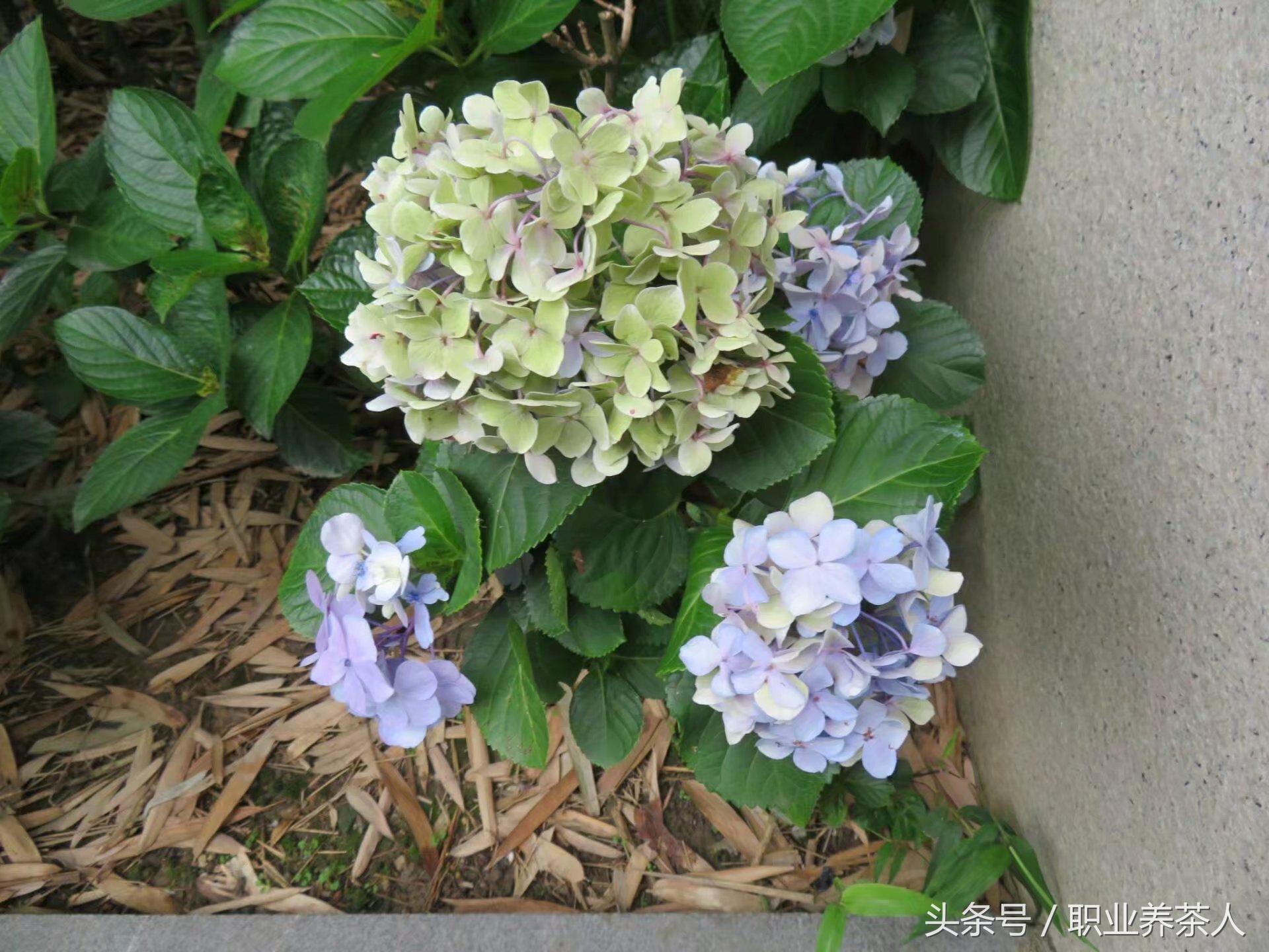 繡球花為什麼又叫死人花繡球花長什麼樣子