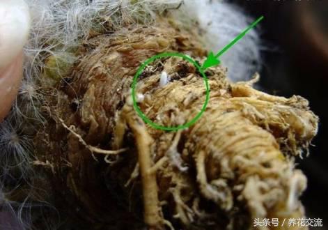 5种不死虫（一文了解最常见的5种不死虫）