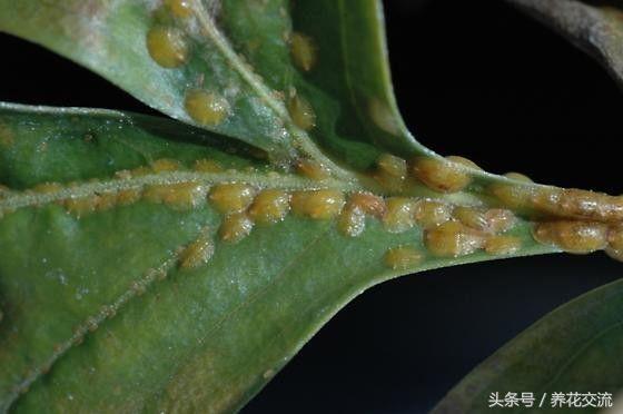 5种不死虫（一文了解最常见的5种不死虫）