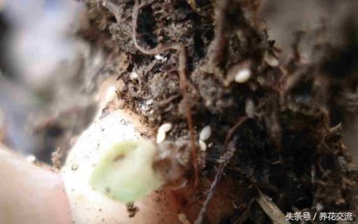 5种不死虫（一文了解最常见的5种不死虫）