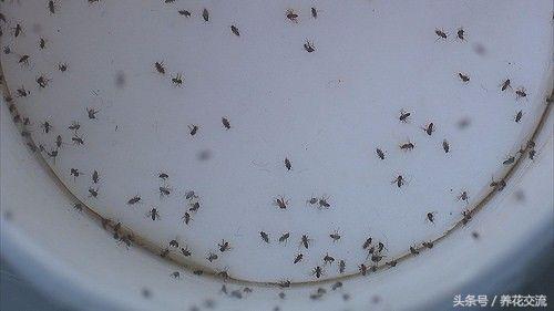 5种不死虫（一文了解最常见的5种不死虫）