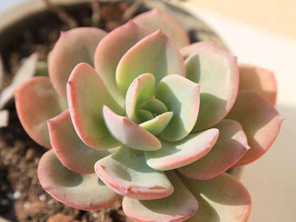 景天科拟石莲属多肉植物_景天科石莲花属 - 云林新闻励志网