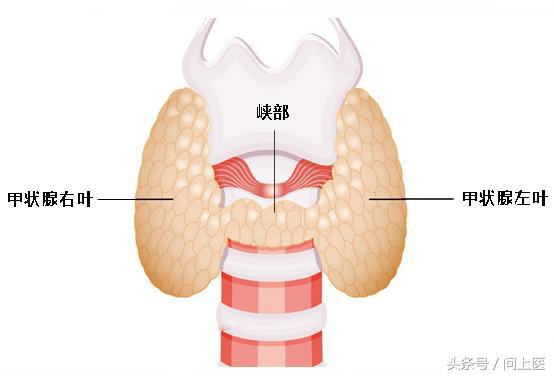 甲状腺彩超可发现哪些信息？甲状腺疾病患者需多久做一次检查？