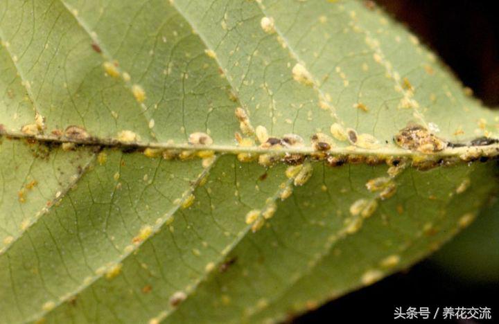 5种不死虫（一文了解最常见的5种不死虫）