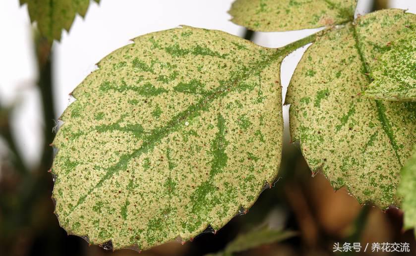 5种不死虫（一文了解最常见的5种不死虫）